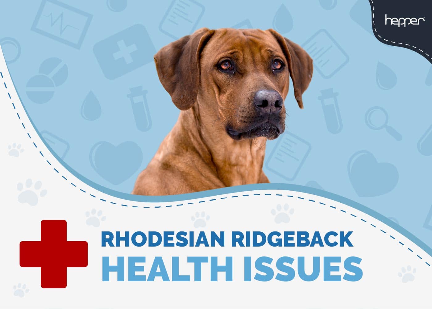 5 Most Common Vet-Reviewed Rhodesian Ridgeback Health Issues