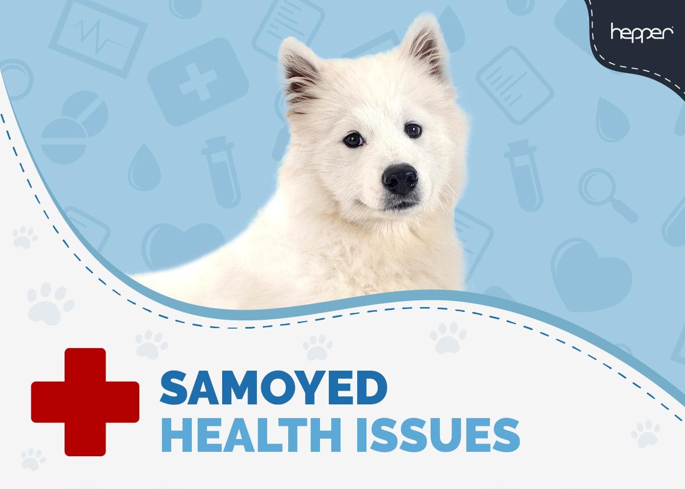 5 Samoyed Health Issues To Be Aware Of (Vet Answer)