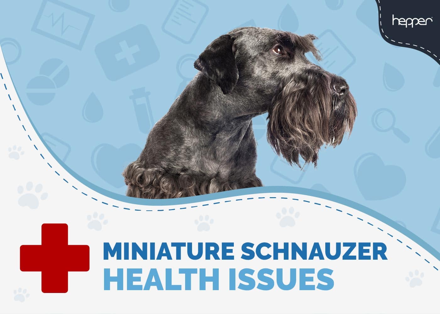 11 Miniature Schnauzer Health Problems to Watch Out For