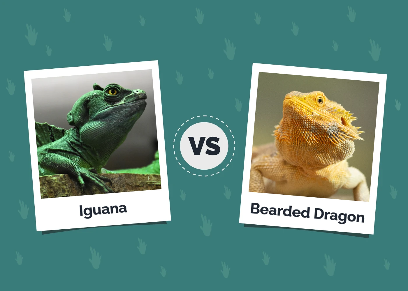 Iguana vs Bearded Dragon: The Main Differences (With Pictures)