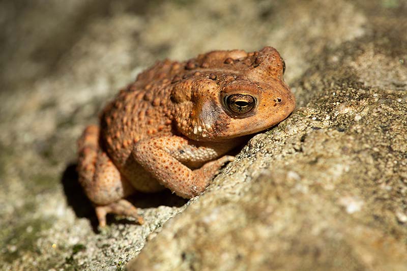 Can Toads Regrow Limbs? Facts & FAQ