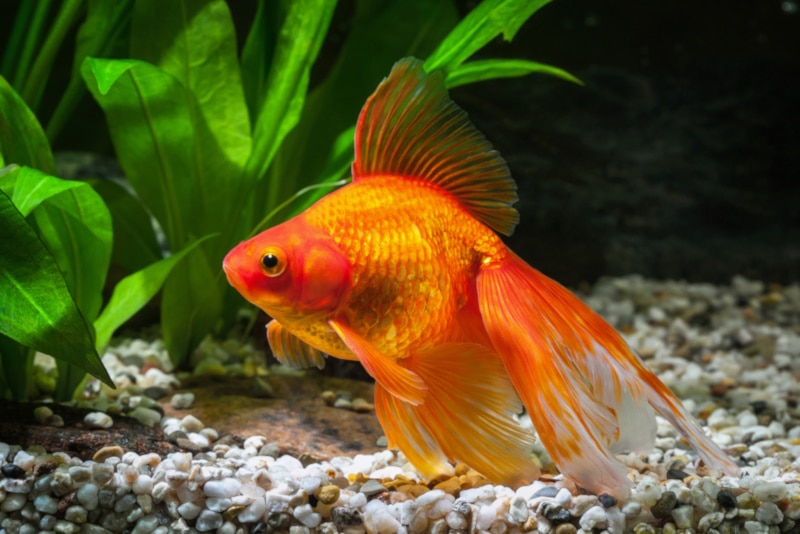 Stunted Goldfish Growth: How It Happens (Vet Answer)