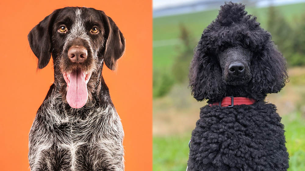 German Wirehaired Pointer Poodle Mix: Info, Pictures, Care Guide, Temperaments & Traits