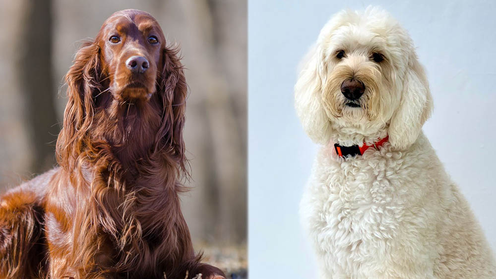 Irish Goldendoodle: Pictures, Care Guide, Temperament & Traits