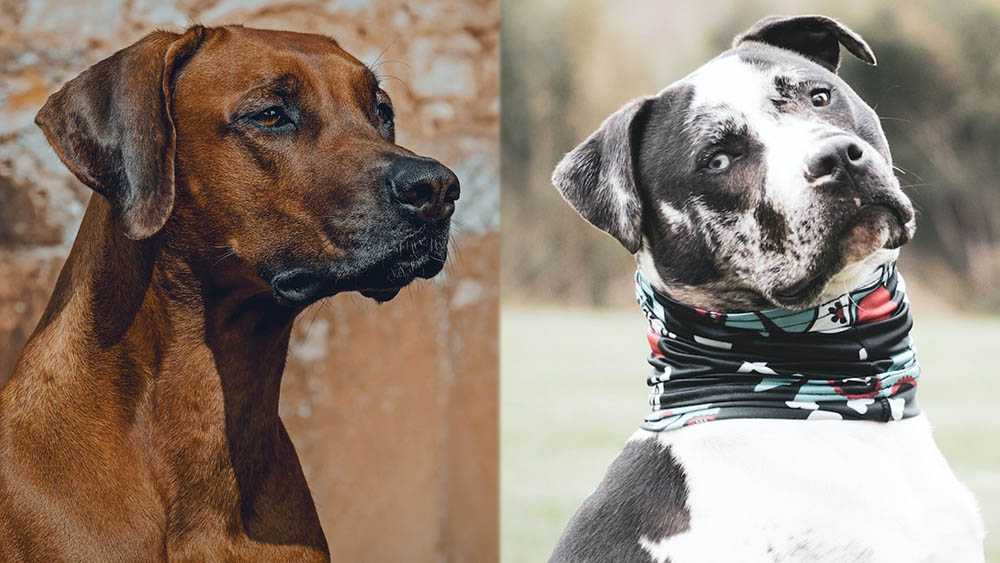 Rhodesian Staffordshire Terrier Mix: Info, Pictures, Characteristics & More