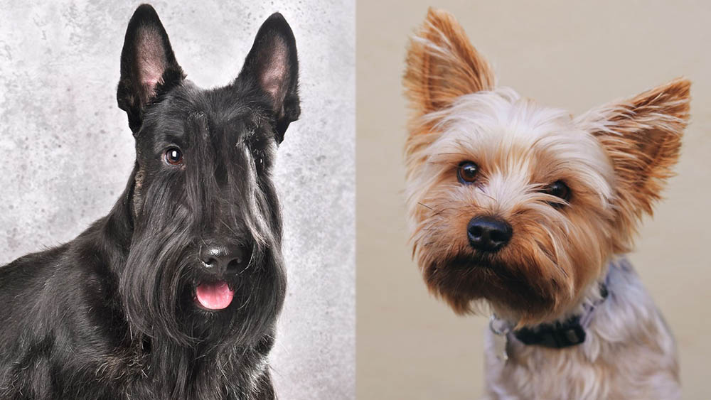 Scorkie (Scottish Terrier Yorkie Mix): Pictures, Care Guide, Temperament & Traits