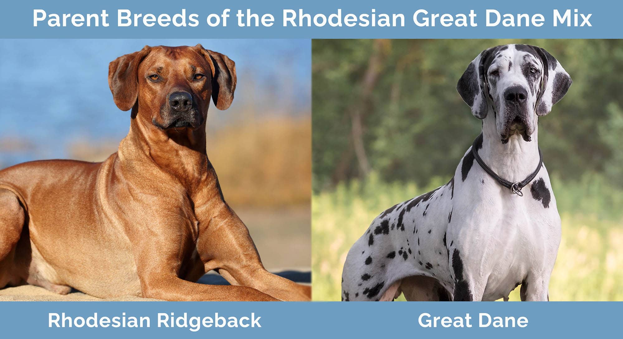 Parent Breeds of the Rhodesian Great Dane Mix