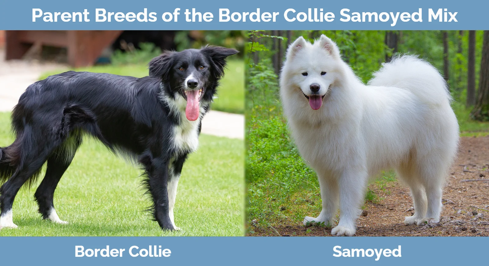 Parent breeds of the Border Collie Samoyed Mix