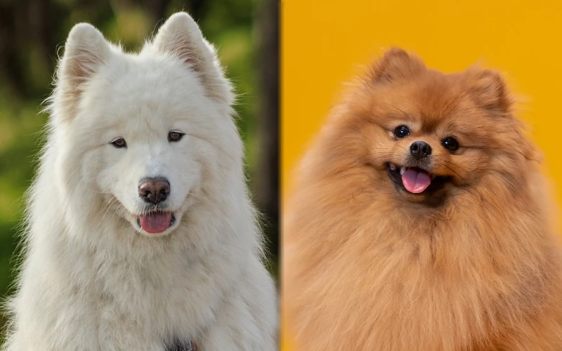 Samoyed Pomeranian Mix: Info, Pictures, Care Guide & Traits