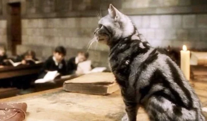 What Kind of Cat Was Professor McGonagall in Harry Potter? Cinema Felines Presented