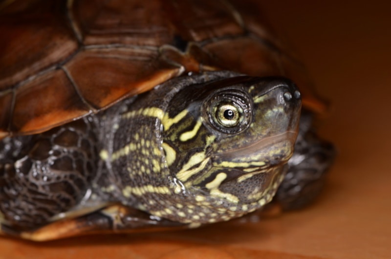 Do Turtles Get Cold? Vet-Reviewed Facts & Safety Guide