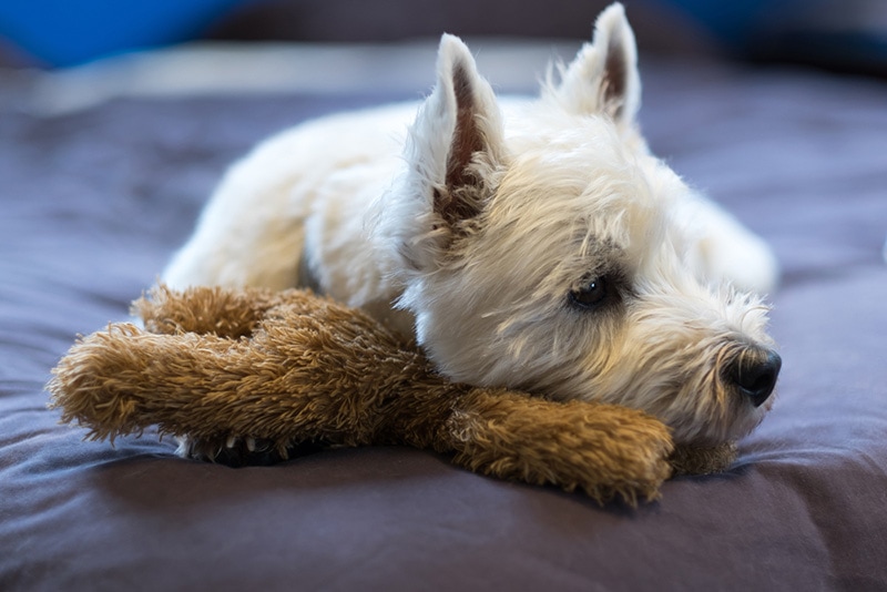 Westie Lung Disease: Signs, Causes & Care (Vet Answer)