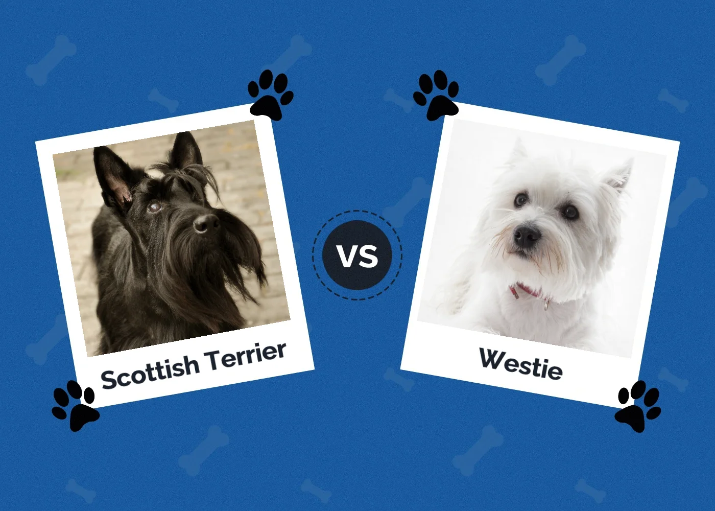 Scottish Terrier vs Westie: Main Differences (With Pictures)