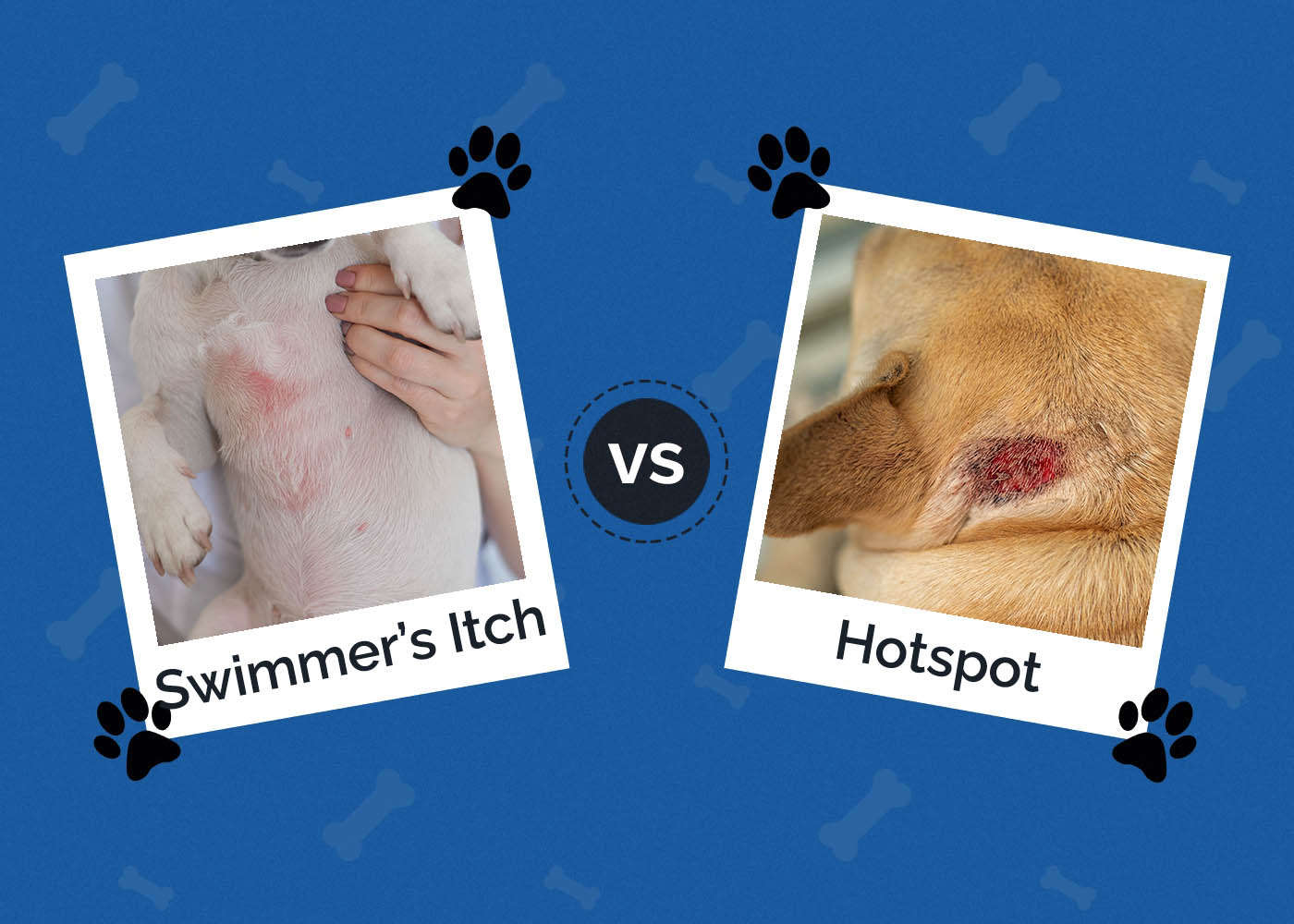 Swimmer’s Itch vs Hotspots in Dogs - What’s the Difference? (Vet Answer)