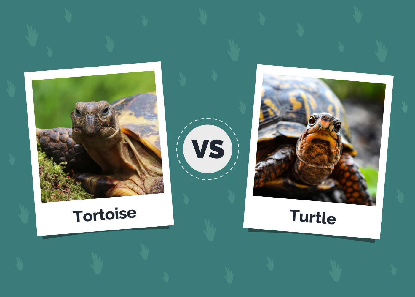 Tortoise vs. Turtle: Differences & Comparison (With Pictures)