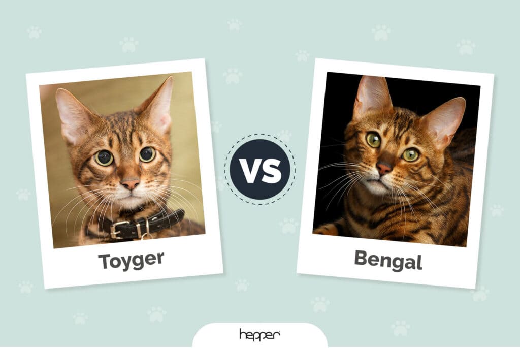 Toyger vs Bengal: Differences Explained (With Pictures)