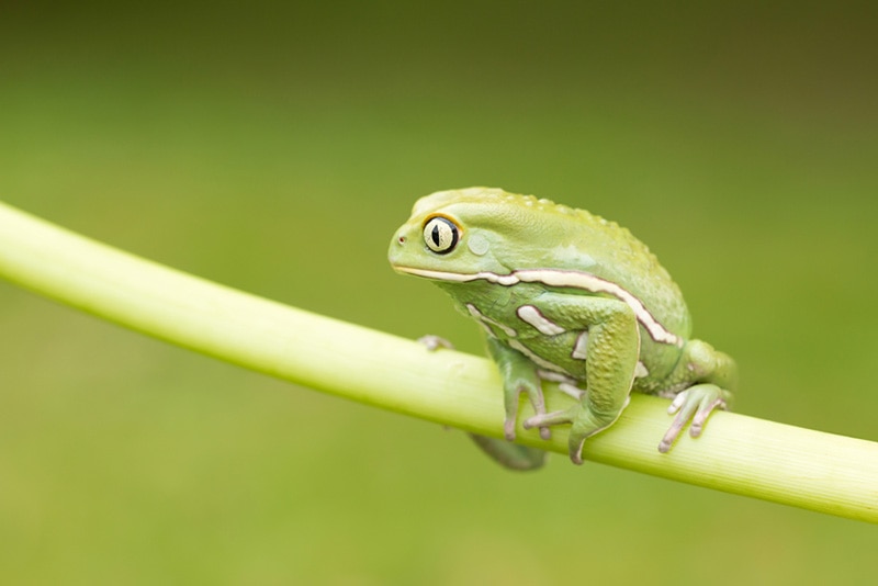 Waxy Monkey Tree Frog: Care, Lifespan, Diet, Pictures & More