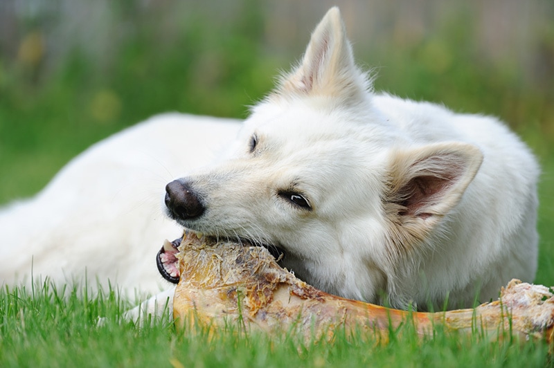 Why Do Dogs Chew Bones? Instinct, Benefits & Potential Risks (Vet-Approved)