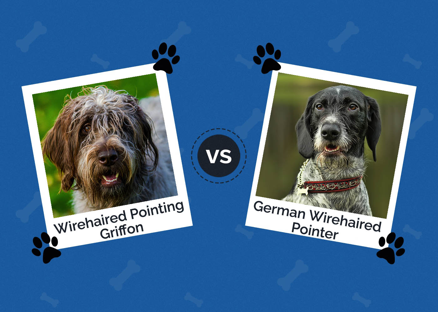 Wirehaired Pointing Griffon vs German Wirehaired Pointer: Differences (With Pictures)