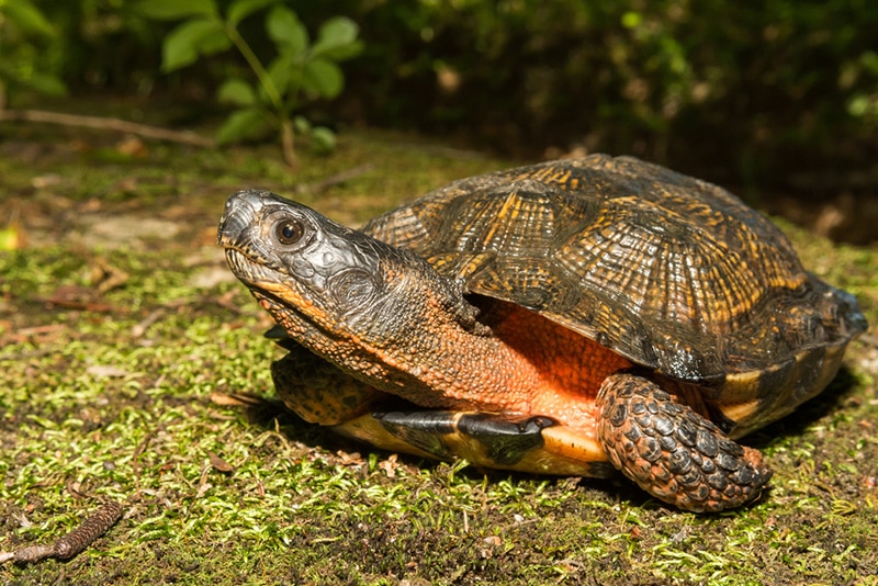 Wood Turtle: Pictures, Facts, Diet & Care Guide