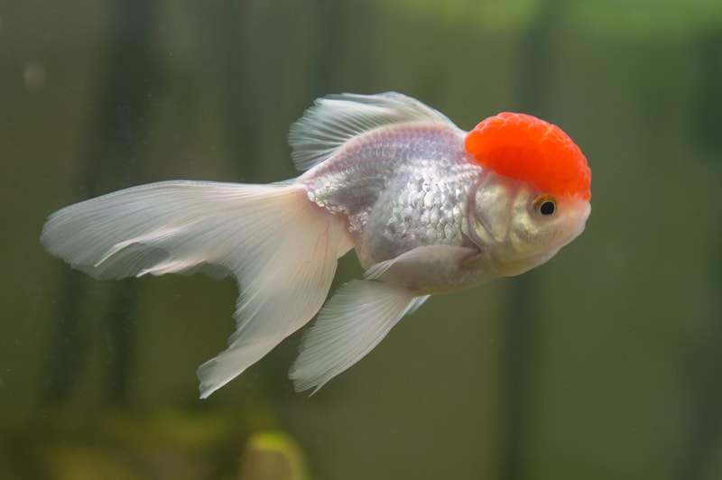 Red Cap Oranda Goldfish: Pictures, Care Guide, Varieties & Lifespan