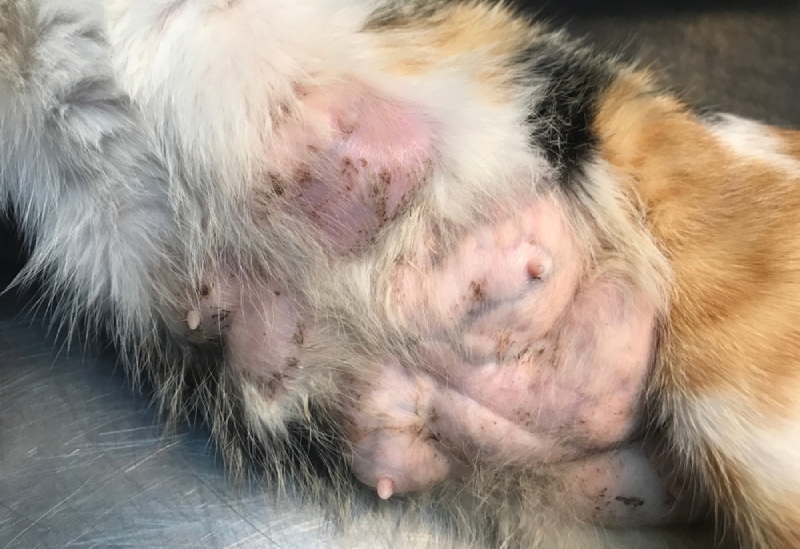 Mastitis in Cats: Causes, Signs & Care (Vet Answer)