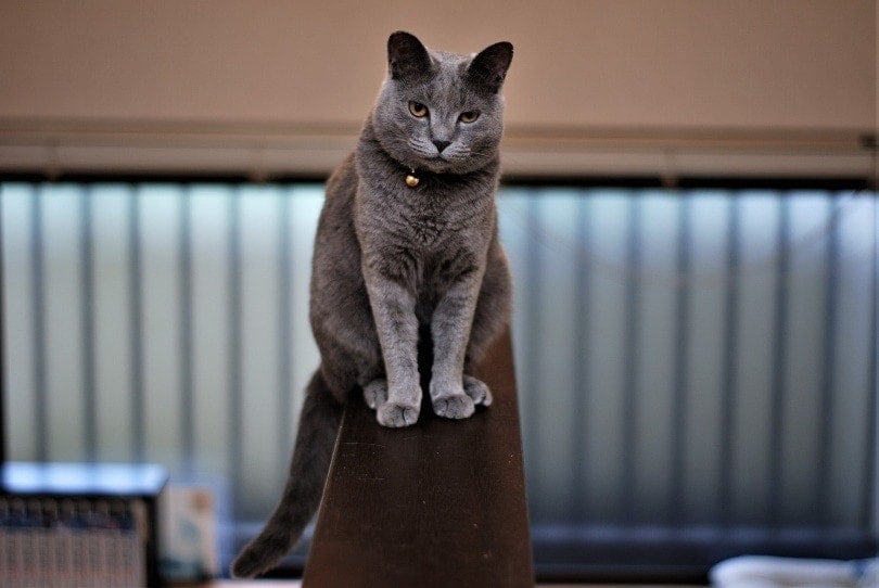 What Kind of Cat Is Pete the Cat? Famous Cat Breeds Revealed
