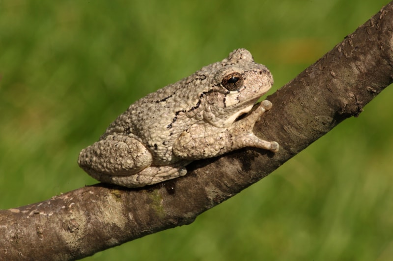 Are Gray Tree Frogs Poisonous to Humans, Dogs or Cats? Vet-Verified Risks & FAQ