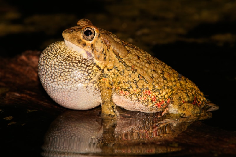 Why Do Toads Croak? 6 Common Reasons
