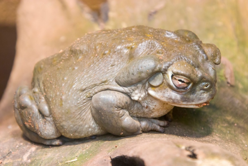 Do Toads Sleep? Vet-Reviewed Behavior, Care Tips & FAQ