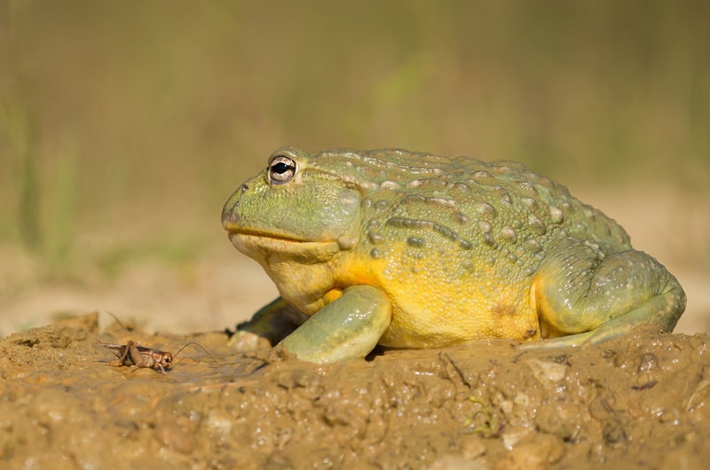Do African Bullfrogs Have Teeth and a Strong Bite? Vet-Verified Facts & FAQ