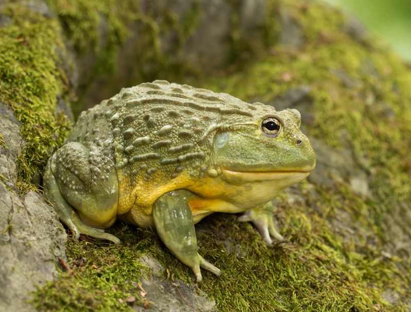 African Bullfrog: Care Guide, Diet, Pictures & Lifespan (Vet-Verified Info)