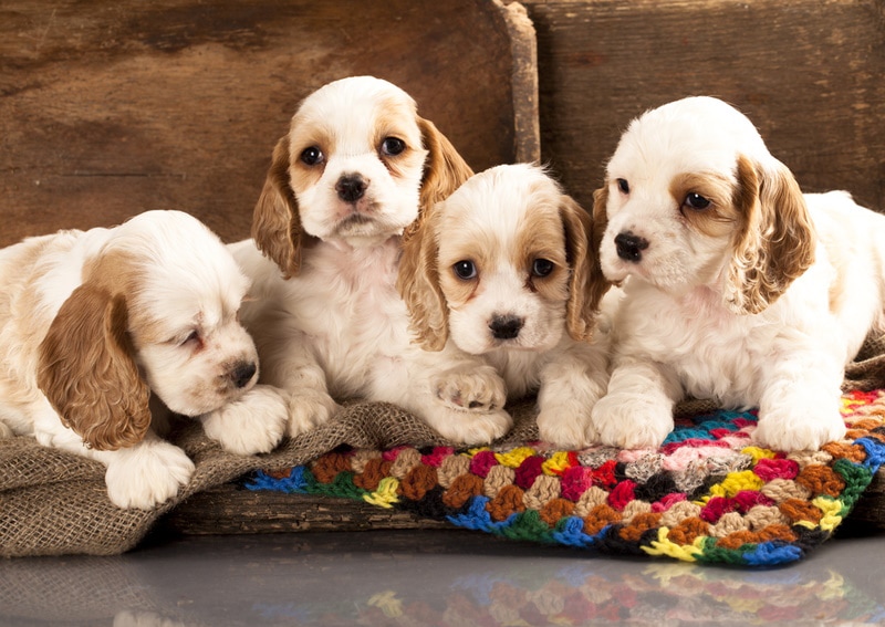 How to Become a Dog Breeder: 10 Steps for Healthy Puppies