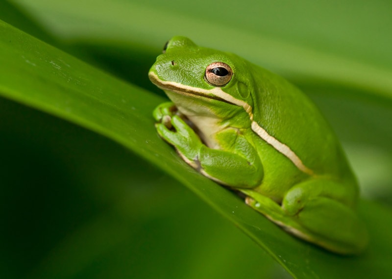 American Green Tree Frog: Lifespan, Diet, Pictures & Care Tips