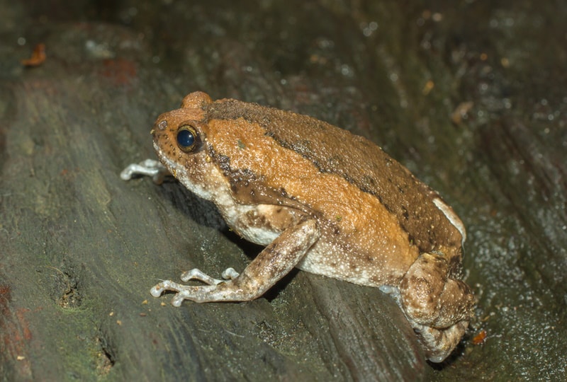 Burmese Chubby Frog: Care Guide, Lifespan, Diet, Pictures & More