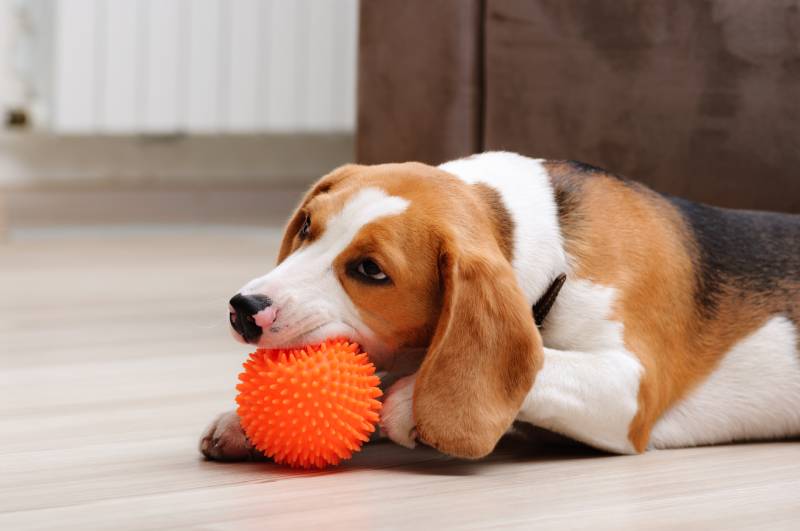 Why Do Dogs Like Squeaky Toys? Vet-Reviewed Canine Facts & FAQ