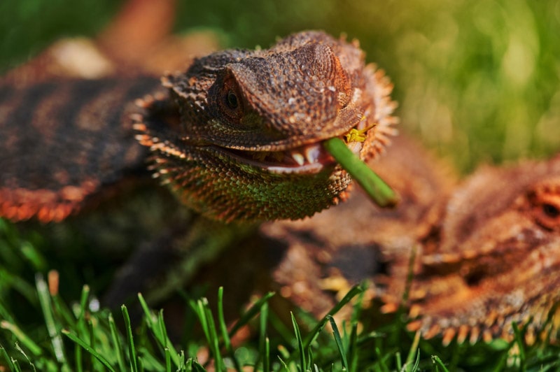What Do Bearded Dragons Eat in the Wild? Vet-Approved Diet & Tips