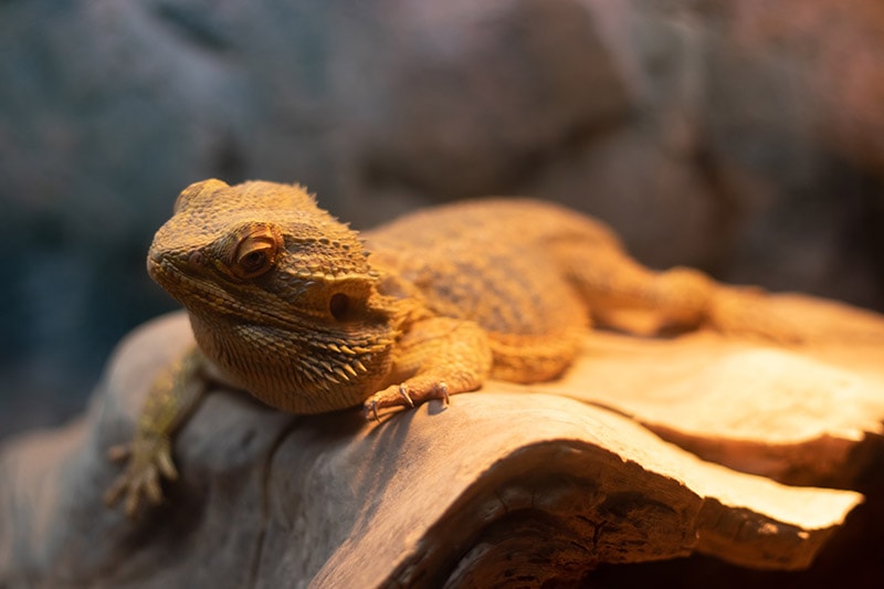 10 Best Heating Lamps for Bearded Dragons - 2026 Reviews & Top Picks