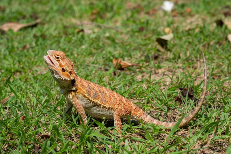 Can Bearded Dragons Drop Their Tail? Vet-Verified Facts & FAQ