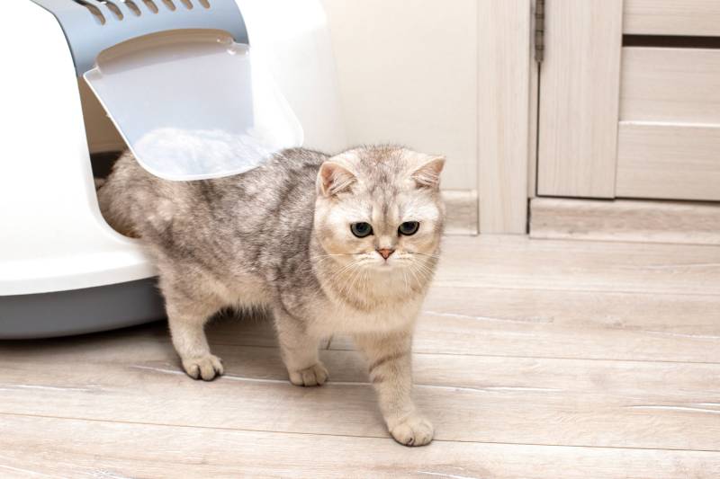 Where to Put a Cat Litter Box in a Small Apartment: 4 Great Options