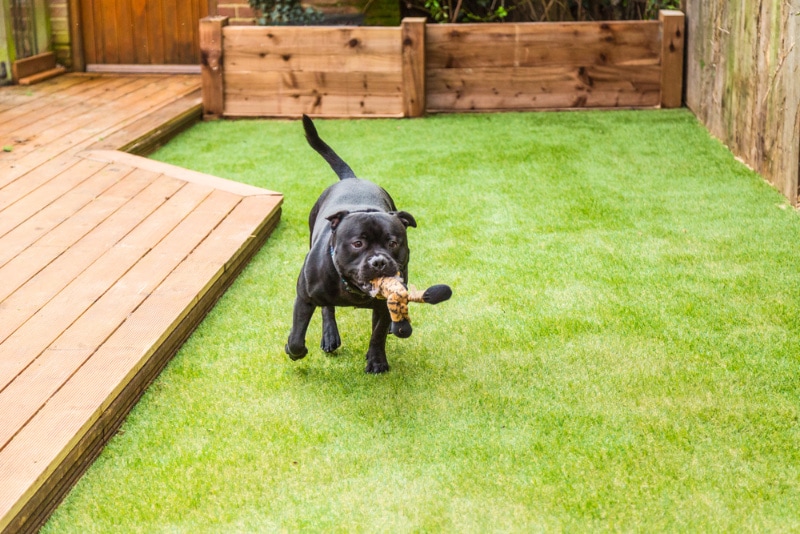 4 Indoor Dog Parks Near Orlando, FL You Can Visit in 2026