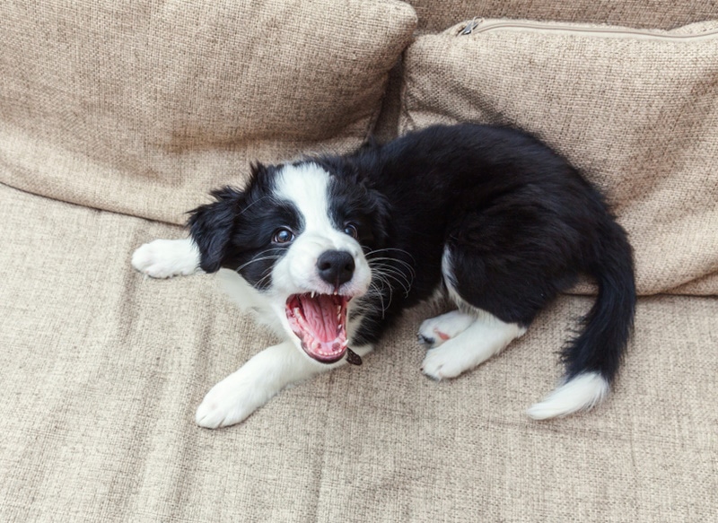 Why Is My Puppy So Aggressive? 5 Typical Reasons