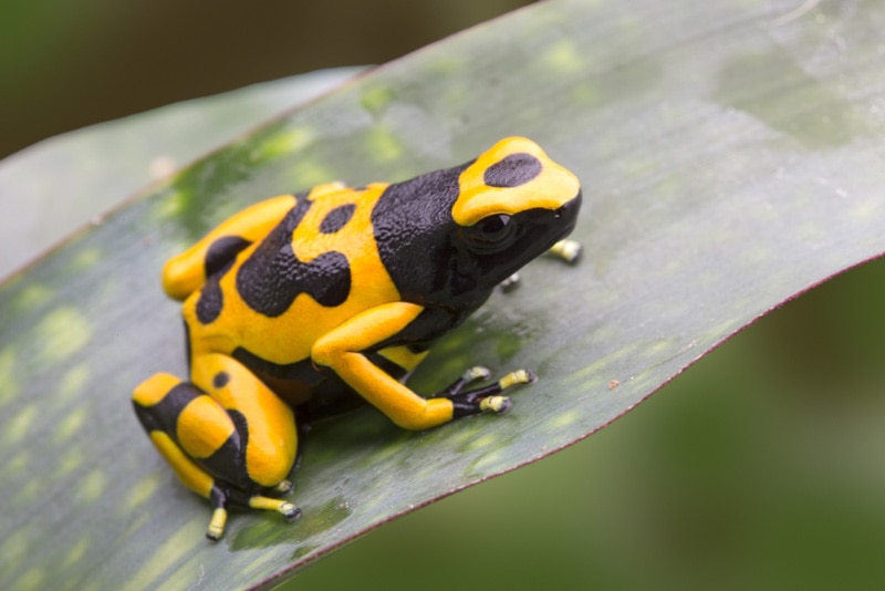 Bumblebee Dart Frog Care Guide: Lifespan, Diet, Pictures & More