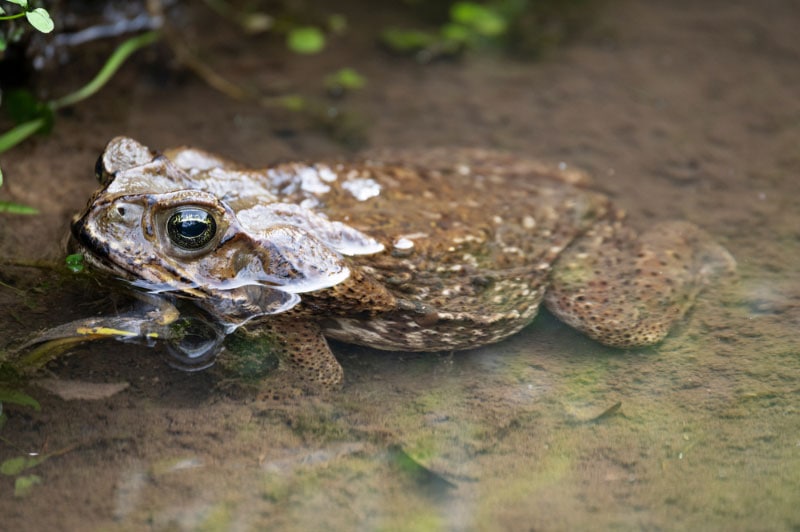12 Facts About the Cane Toad: Toxicity, Medicinal Use, Diet & More