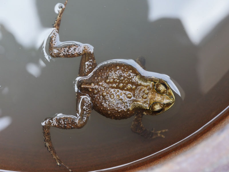 cane toad in water bowl