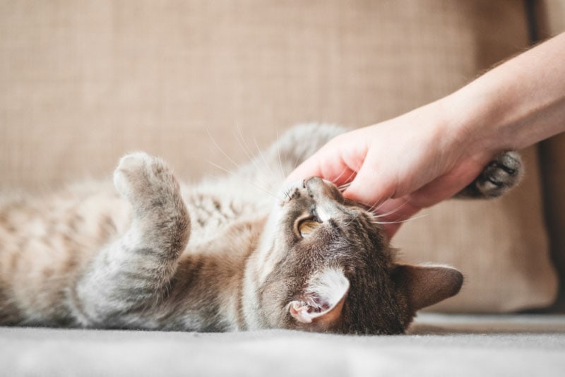 15 Dream Jobs for Cat Lovers: Choose the Perfect Career