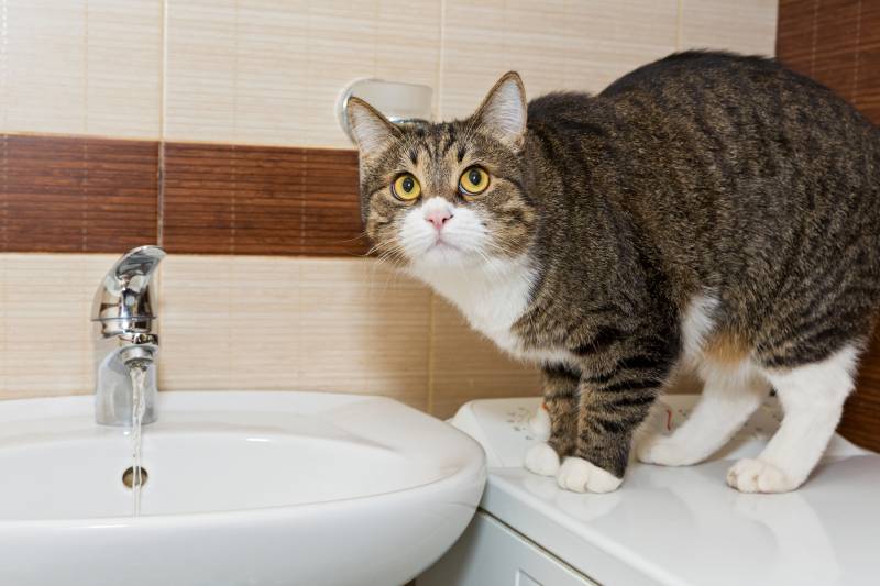 Why Do Cats Follow You to the Bathroom? Feline Behavior Explained