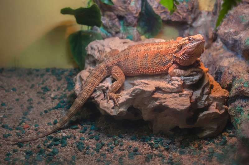 central bearded dragon basking