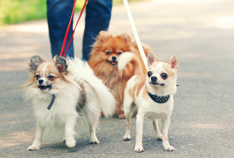 3 Dog Breeds With the Lowest Cancer Rates (Vet Answer)