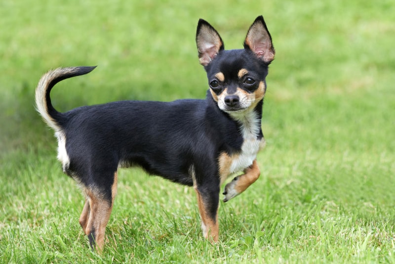 Are Chihuahuas Smart? Canine Intelligence Explained